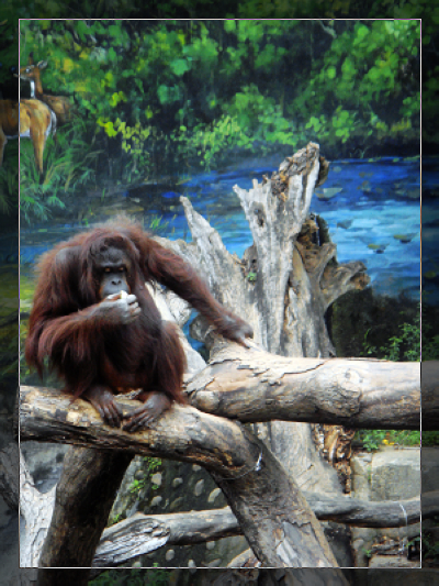 動物園_1.jpg 動物園_1.jpg