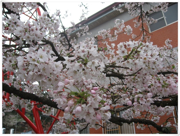 美到連警察背背都出來拍 美到連警察背背都出來拍