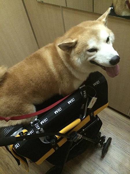 虎子推車 虎子推車