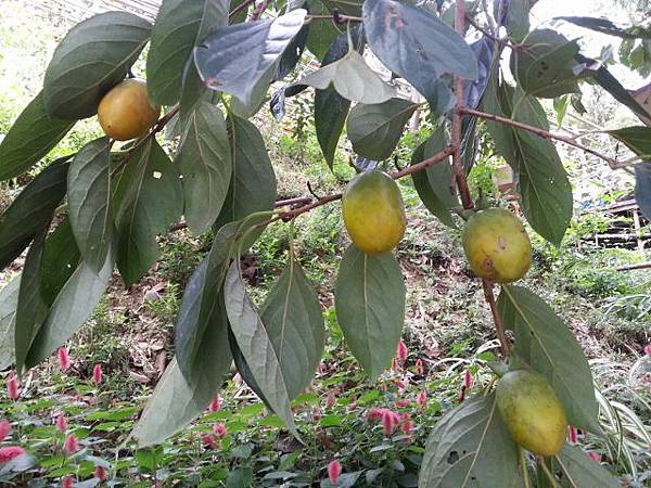 20130928_112208 (640x480).jpg 20130928_112208 (640x480).jpg