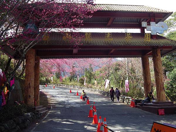 草坪頭玉山觀光茶園