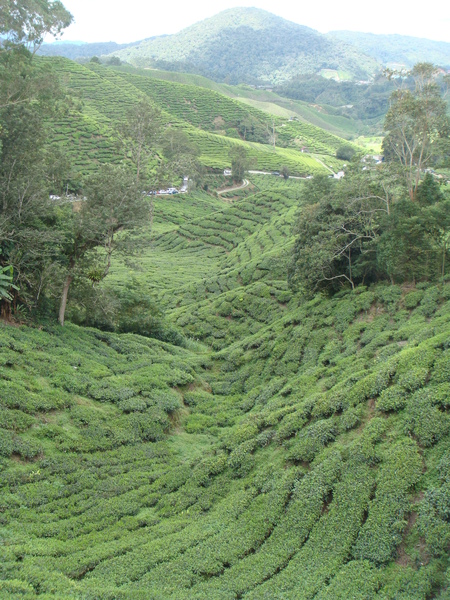 BOH tea's factory