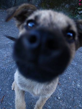 登山口前有好可愛的小狗。