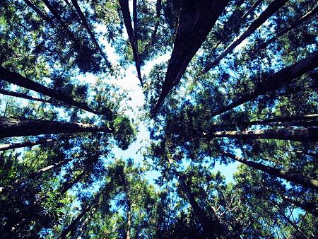 心裡的那片森林。