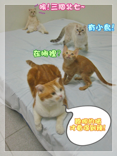 有鳥.jpg 有鳥.jpg