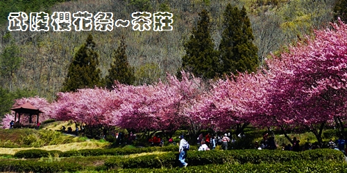 這輩子一定要來一次的粉紅國度~武陵櫻花祭