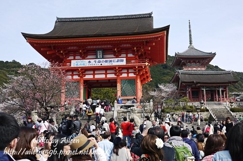 清水寺、八阪神社櫻花開