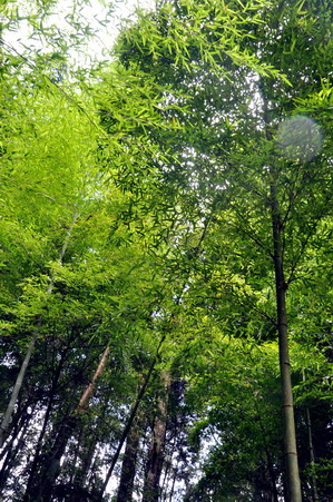 體驗忘憂森林的靜謐