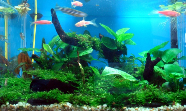 我幫朋友造的小景缸~~20x15x17 我幫朋友造的小景缸~~20x15x17