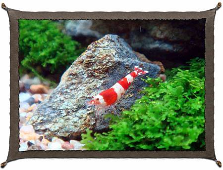 新設景 483.jpg 新設景 483.jpg