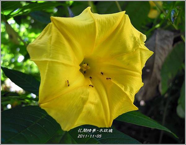 2011-11-木玫瑰5.jpg