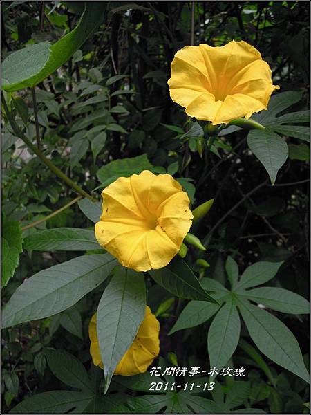 2011-11-木玫瑰20.jpg