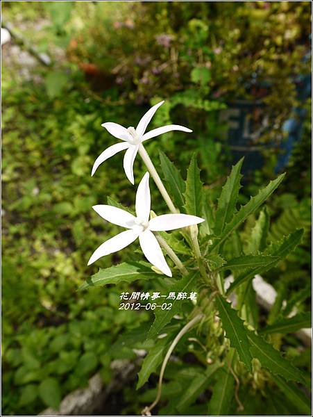 2012-07-馬醉草3
