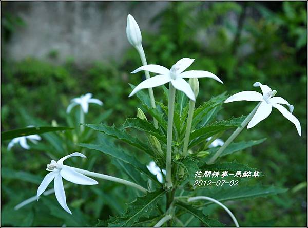 2012-07-馬醉草7