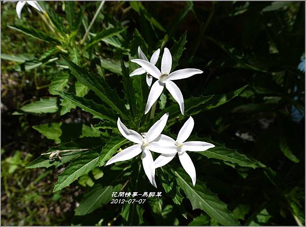 2012-07-馬醉草11