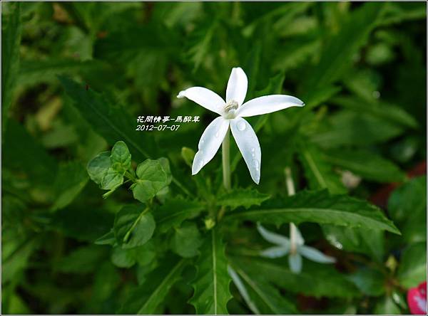2012-07-馬醉草12