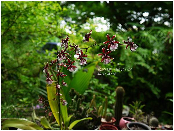 2012-09-香水文心蘭1 2012-09-香水文心蘭1