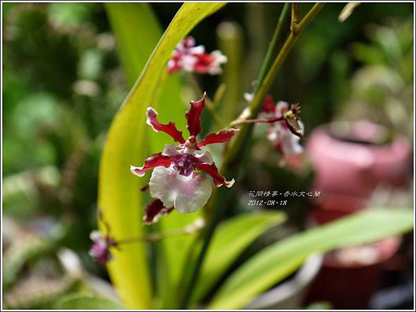 2012-09-香水文心蘭2 2012-09-香水文心蘭2