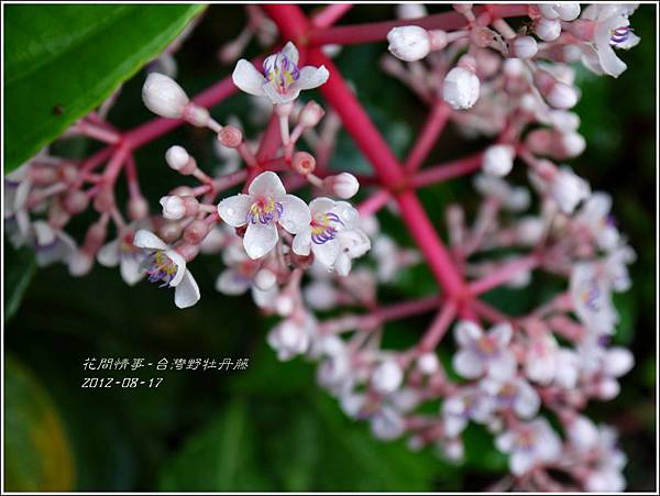2012-08-台灣野牡丹藤1 2012-08-台灣野牡丹藤1