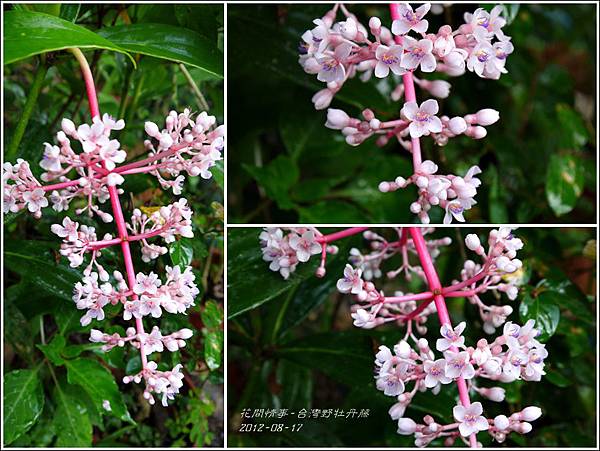 2012-08-台灣野牡丹藤2 2012-08-台灣野牡丹藤2