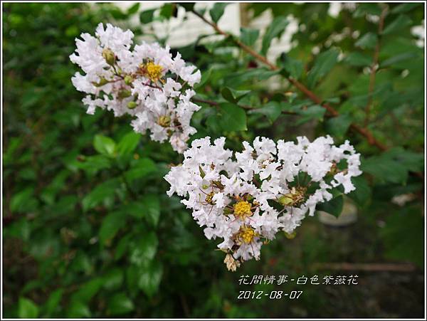 2012-08-白色紫薇花1 2012-08-白色紫薇花1