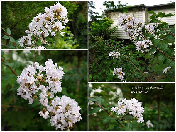 2012-08-白色紫薇花2 2012-08-白色紫薇花2