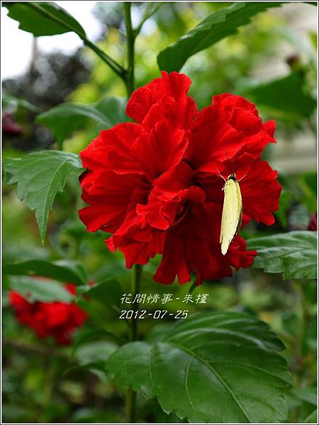 2012-08-朱槿1 2012-08-朱槿1