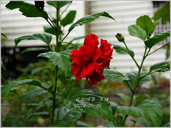 2012-08-朱槿2 2012-08-朱槿2