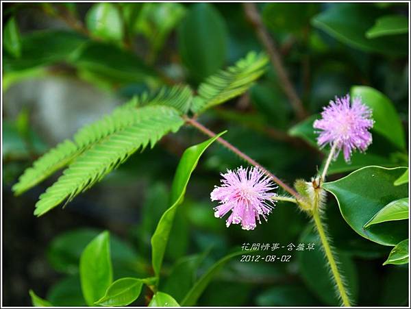2012-08-含羞草1 2012-08-含羞草1