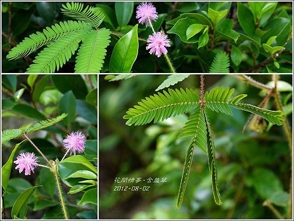 2012-08-含羞草2 2012-08-含羞草2