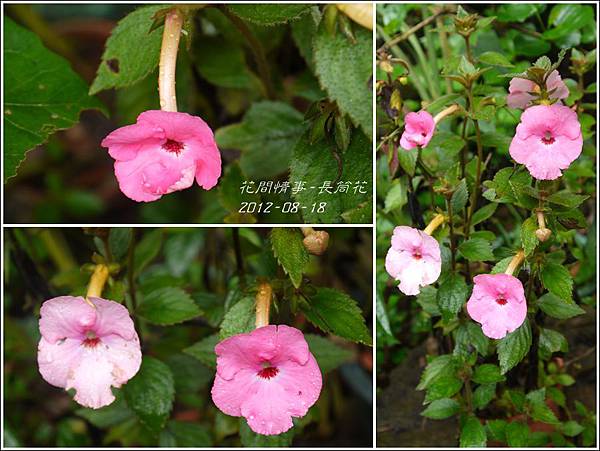 2012-08-長筒花1 2012-08-長筒花1