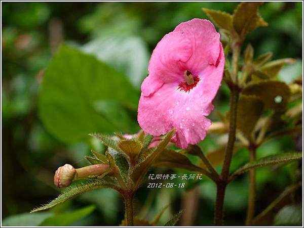 2012-08-長筒花2 2012-08-長筒花2