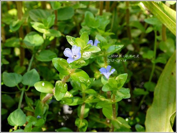 2012-08-海洋之星1 2012-08-海洋之星1