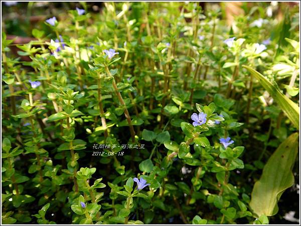 2012-08-海洋之星2 2012-08-海洋之星2