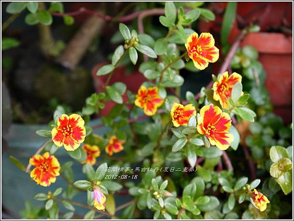 2012-08-馬齒牡丹(夏日二重奏)1 2012-08-馬齒牡丹(夏日二重奏)1