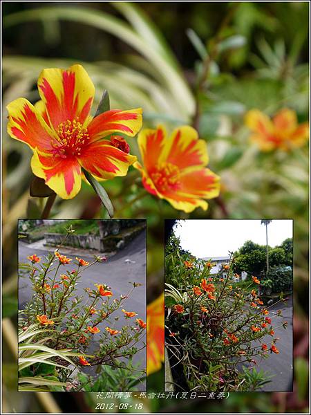 2012-08-馬齒牡丹(夏日二重奏)2 2012-08-馬齒牡丹(夏日二重奏)2