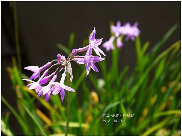 2012-08-紫嬌花1 2012-08-紫嬌花1