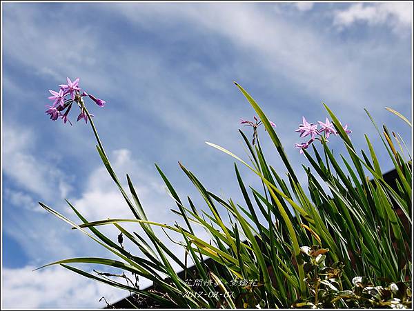 2012-08-紫嬌花2 2012-08-紫嬌花2