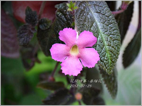 2012-08-嘉蔭花1 2012-08-嘉蔭花1