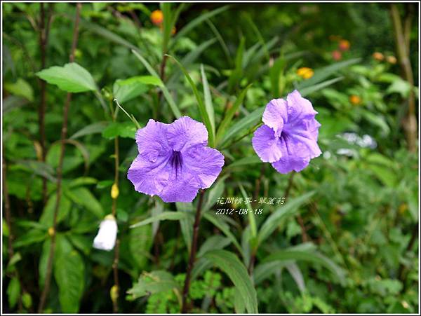 2012-08-翠蘆莉1 2012-08-翠蘆莉1