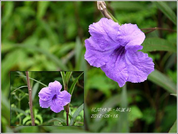 2012-08-翠蘆莉2 2012-08-翠蘆莉2