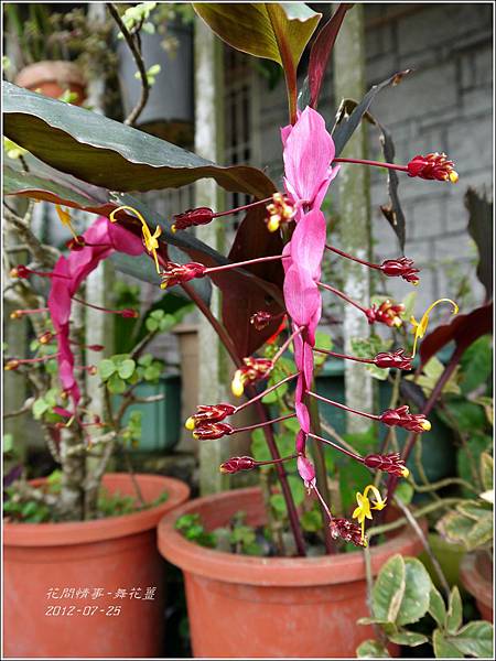 2012-08-舞花薑2 2012-08-舞花薑2