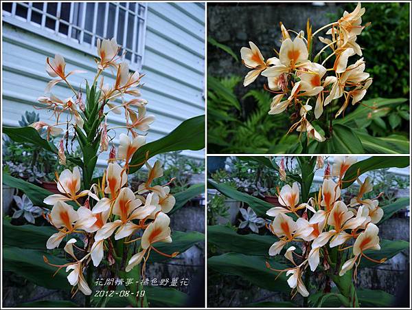 2012-08-橘色野薑花1 2012-08-橘色野薑花1
