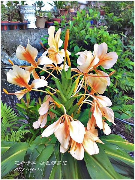 2012-08-橘色野薑花2 2012-08-橘色野薑花2