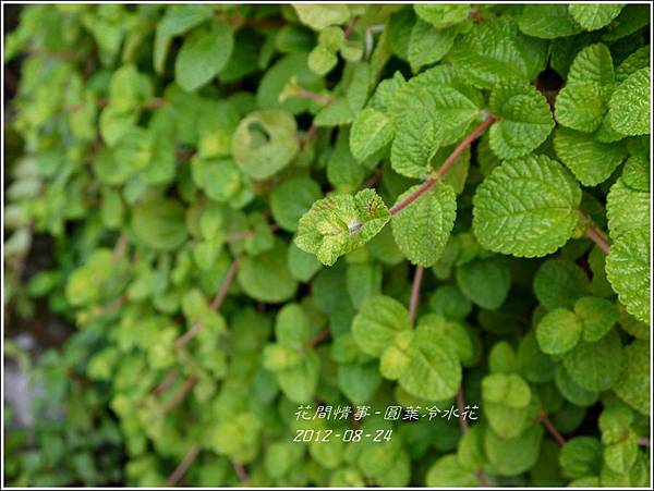 2012-08-圓葉冷水花4 2012-08-圓葉冷水花4