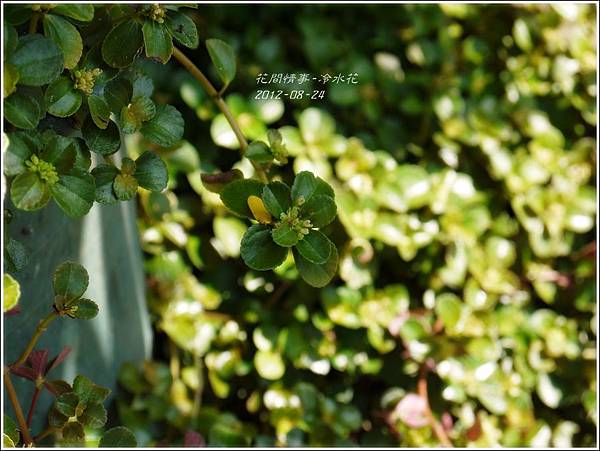 2012-08-冷水花3 2012-08-冷水花3