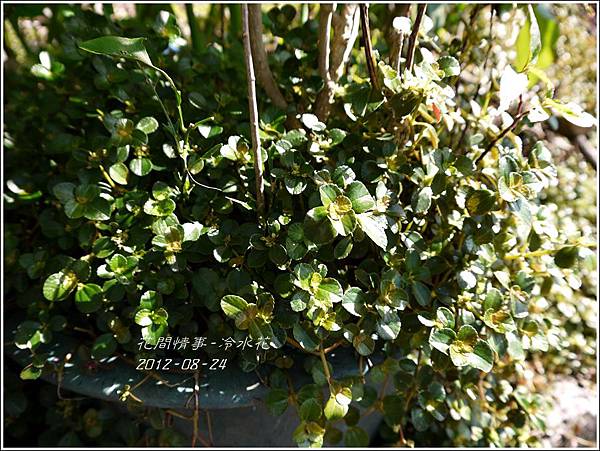 2012-08-冷水花4 2012-08-冷水花4