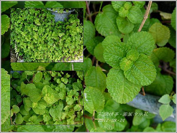 2012-08-圓葉冷水花3 2012-08-圓葉冷水花3