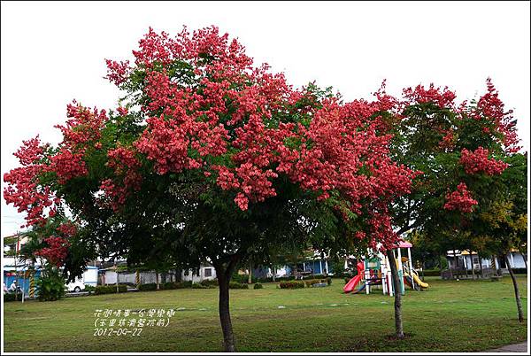 2012-09-台灣欒樹1