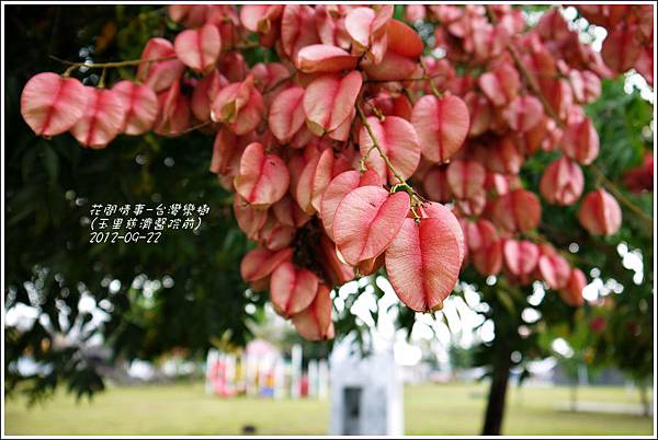 2012-09-台灣欒樹4